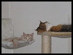 0045 AmAinu sieste